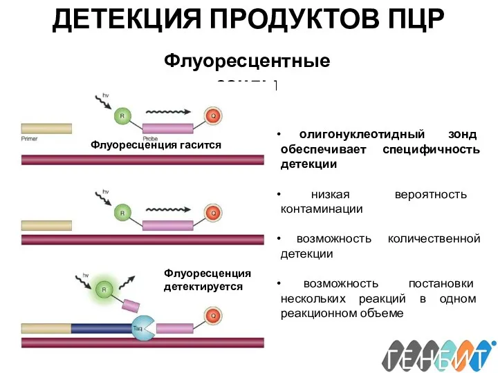 ДЕТЕКЦИЯ ПРОДУКТОВ ПЦР Флуоресцентные зонды Флуоресценция гасится Флуоресценция детектируется олигонуклеотидный