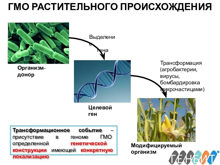 ГМО РАСТИТЕЛЬНОГО ПРОИСХОЖДЕНИЯ Организм-донор Целевой ген Модифицируемый организм Выделение гена