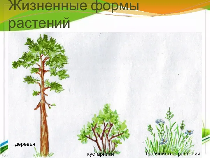 Жизненные формы растений деревья кустарники Травянистые растения