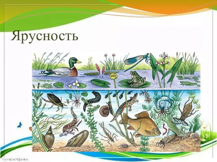 Ярусность