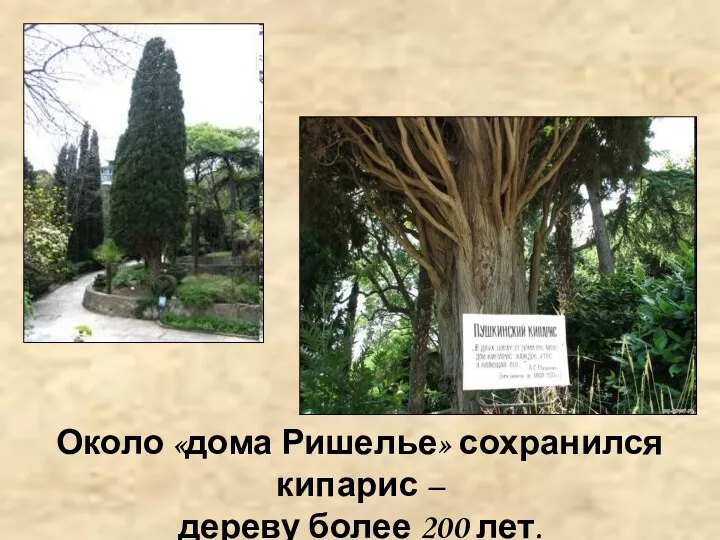 Около «дома Ришелье» сохранился кипарис – дереву более 200 лет.