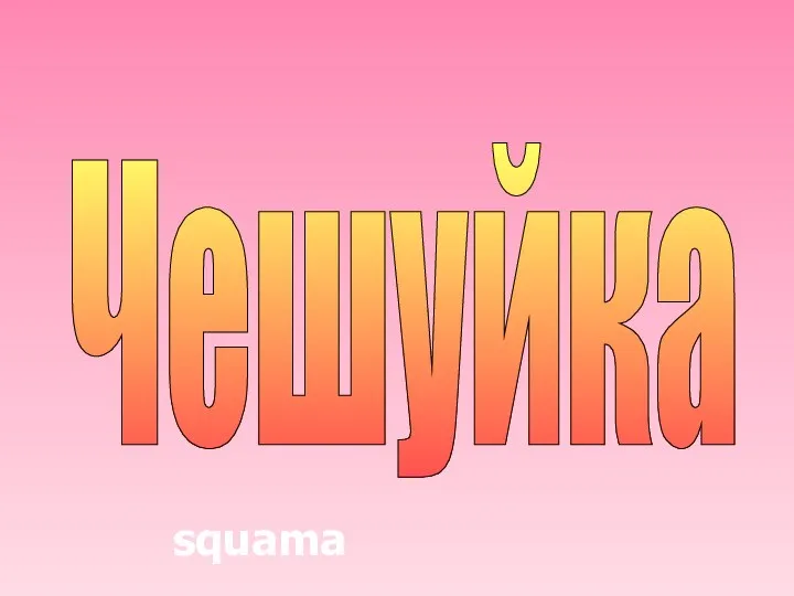 Чешуйка squama