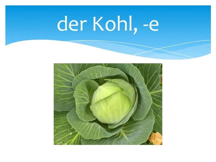 der Kohl, -e