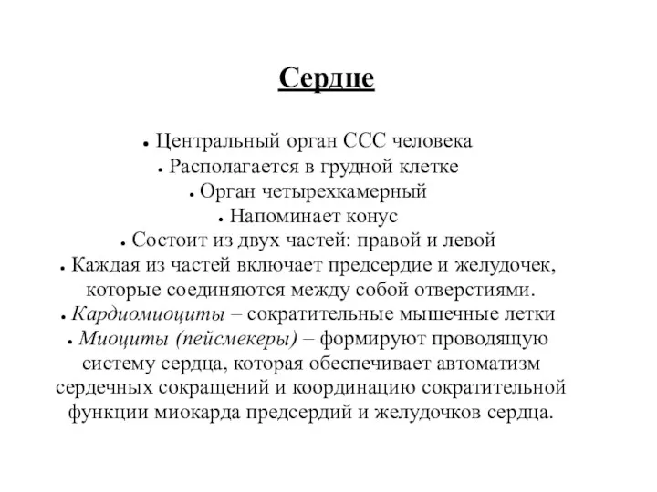 Сердце Центральный орган ССС человека Располагается в грудной клетке Орган