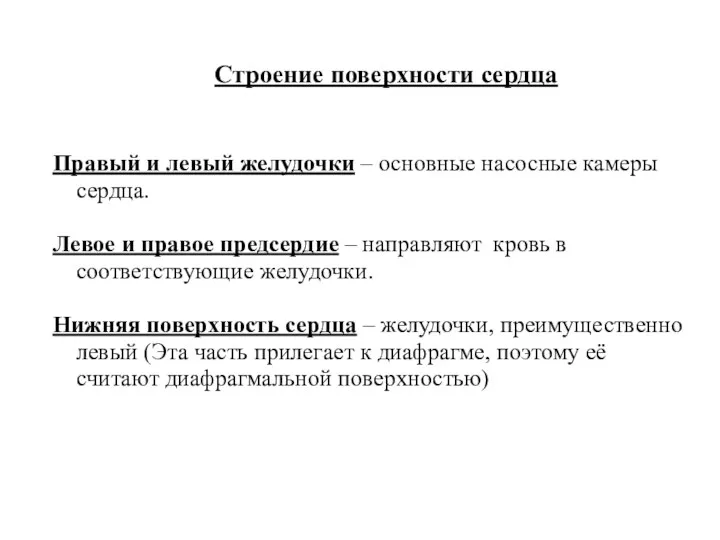 Строение поверхности сердца Правый и левый желудочки – основные насосные