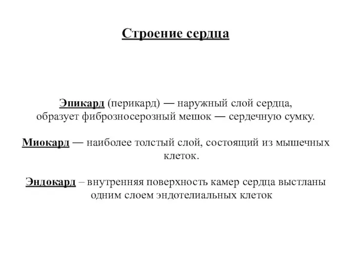 Строение сердца Эпикард (перикард) ― наружный слой сердца, образует фиброзносерозный