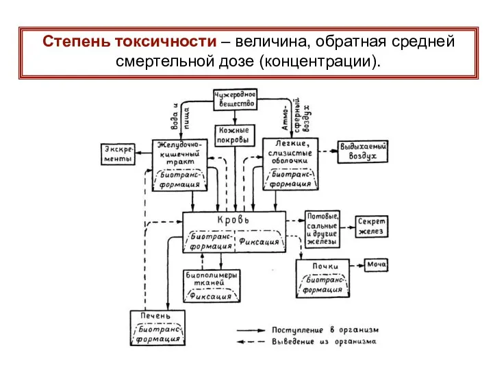 Степень токсичности – величина, обратная средней смертельной дозе (концентрации).