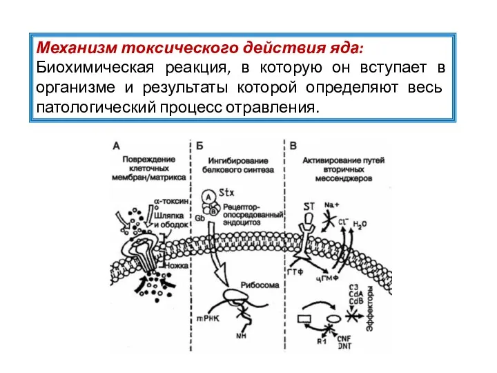 Механизм токсического действия яда: Биохимическая реакция, в которую он вступает в организме и