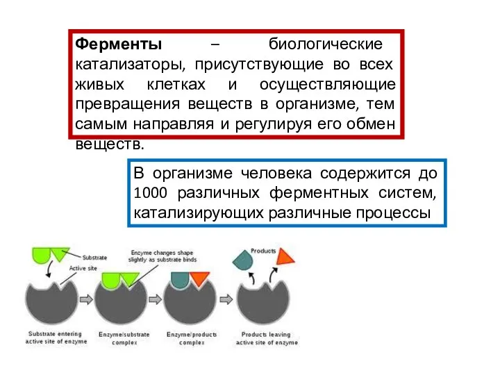 Ферменты – биологические катализаторы, присутствующие во всех живых клетках и осуществляющие превращения веществ