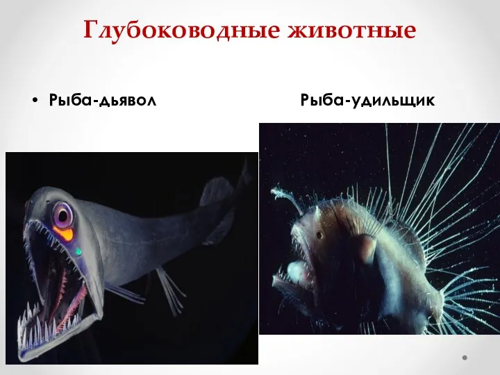 Глубоководные животные Рыба-дьявол Рыба-удильщик