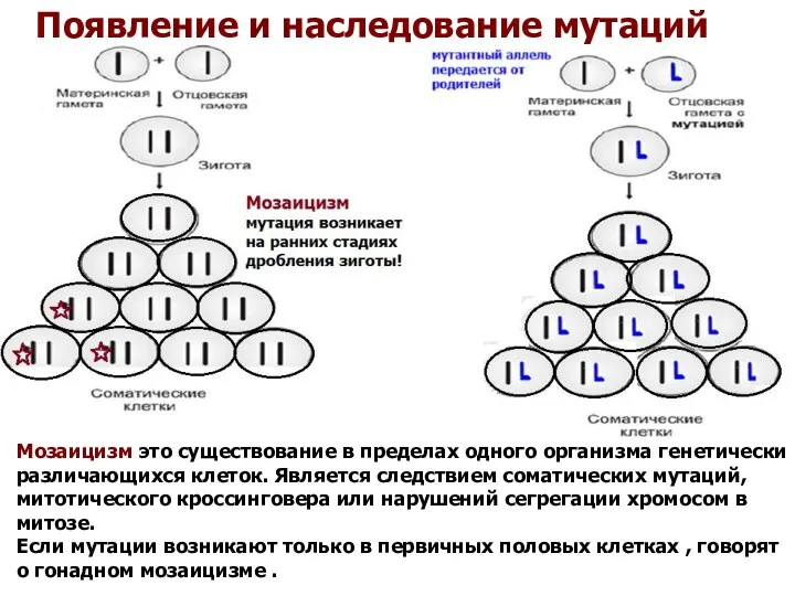 Появление и наследование мутаций Мозаицизм это существование в пределах одного