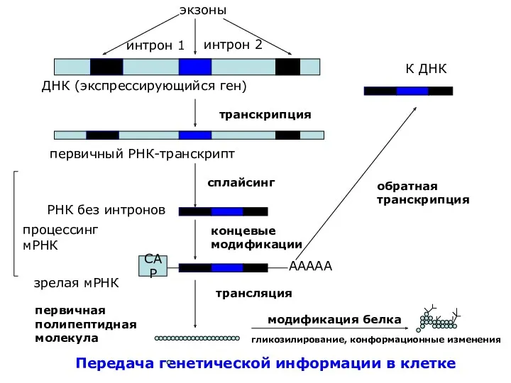 Передача генетической информации в клетке экзоны интрон 1 интрон 2