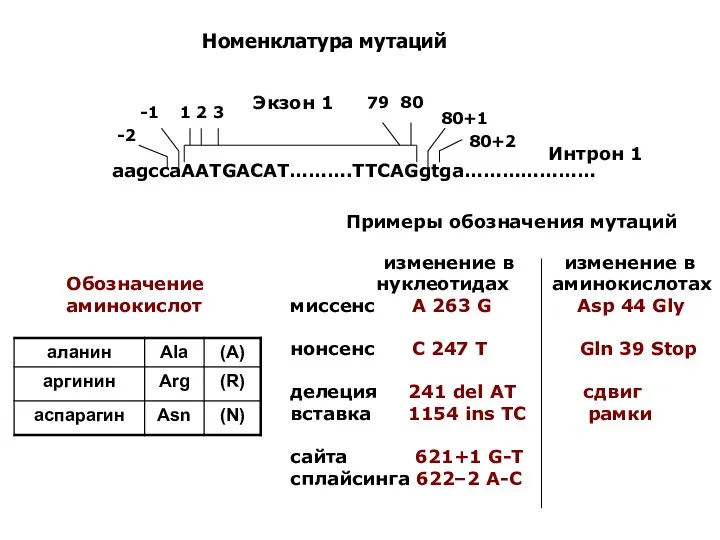 Номенклатура мутаций Обозначение аминокислот Примеры обозначения мутаций изменение в изменение