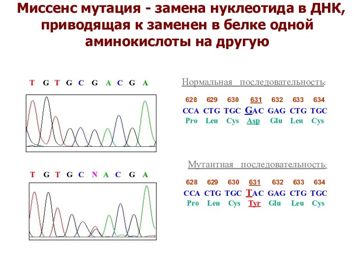 Миссенс мутация - замена нуклеотида в ДНК, приводящая к заменен в белке одной аминокислоты на другую