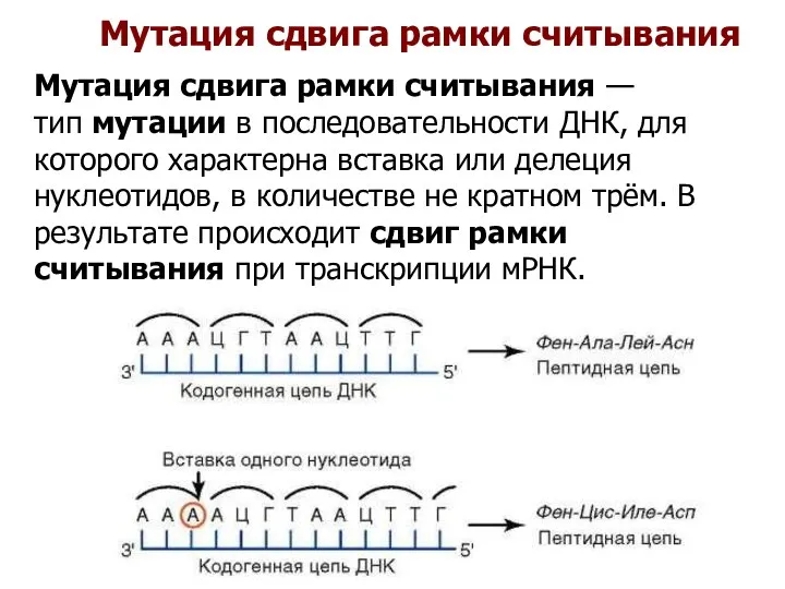 Мутация сдвига рамки считывания Мутация сдвига рамки считывания — тип