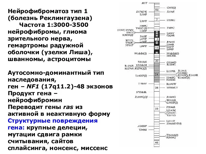 Нейрофиброматоз тип 1 (болезнь Реклингаузена) Частота 1:3000-3500 нейрофибромы, глиома зрительного