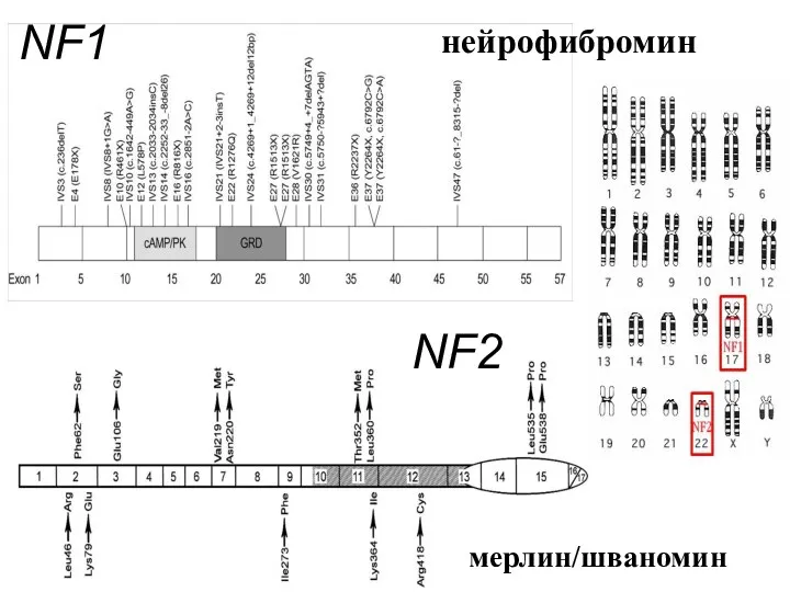 NF1 NF2 мерлин/шваномин нейрофибромин