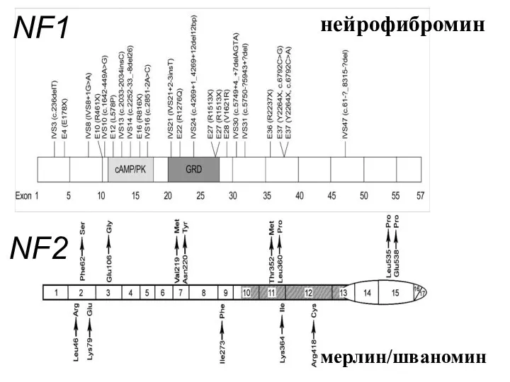 NF1 NF2 мерлин/шваномин нейрофибромин