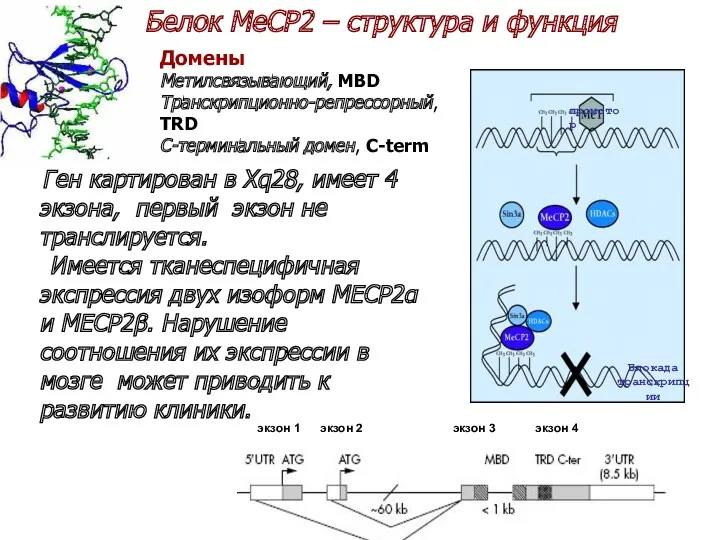 Белок MeCP2 – структура и функция Домены Метилсвязывающий, MBD Транскрипционно-репрессорный,