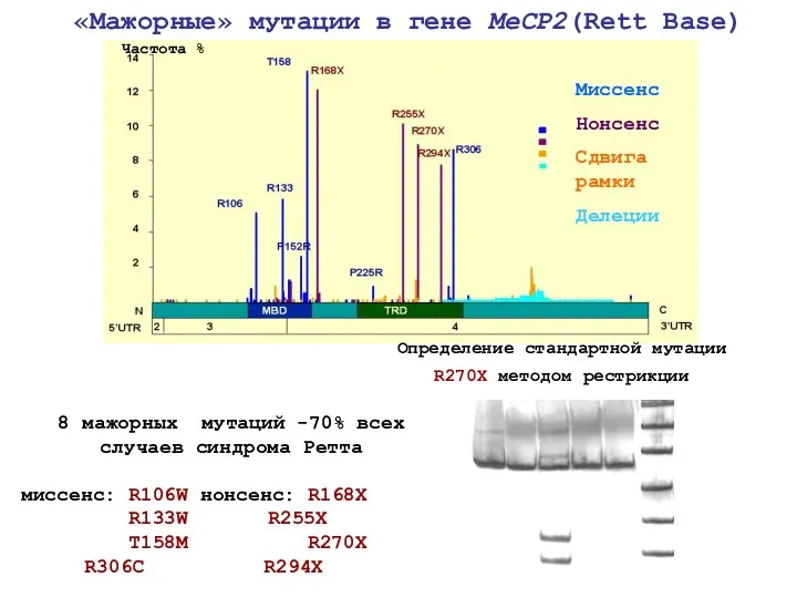 8 мажорных мутаций -70% всех случаев синдрома Ретта миссенс: R106W