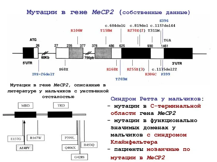 Мутации в гене MeCP2, описанные в литературе у мальчиков с