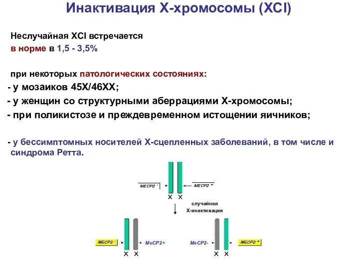 Инактивация Х-хромосомы (XCI) Неслучайная XCI встречается в норме в 1,5