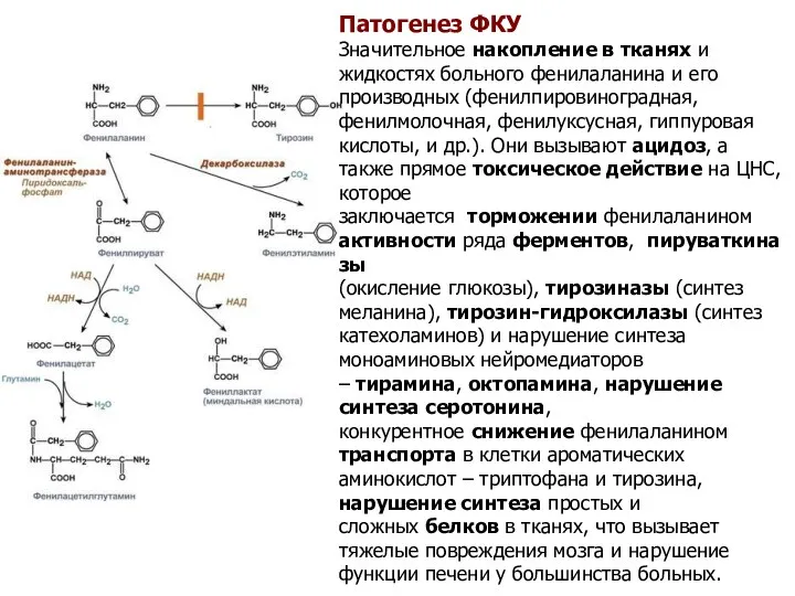 Патогенез ФКУ Значительное накопление в тканях и жидкостях больного фенилаланина