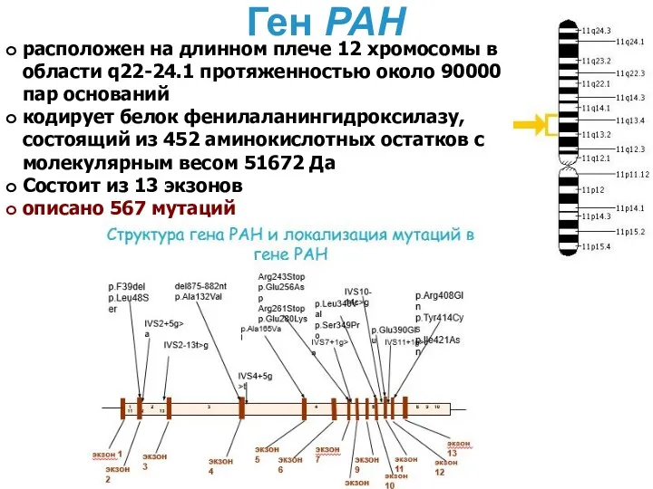 Ген PAH расположен на длинном плече 12 хромосомы в области