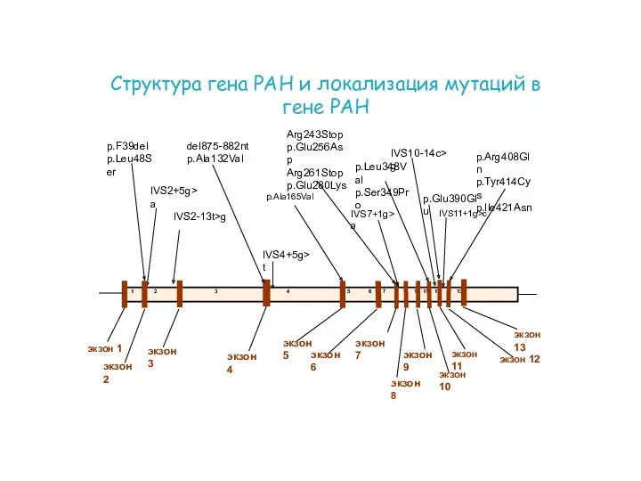 экзон 3 экзон 2 экзон 5 экзон 9 экзон 10