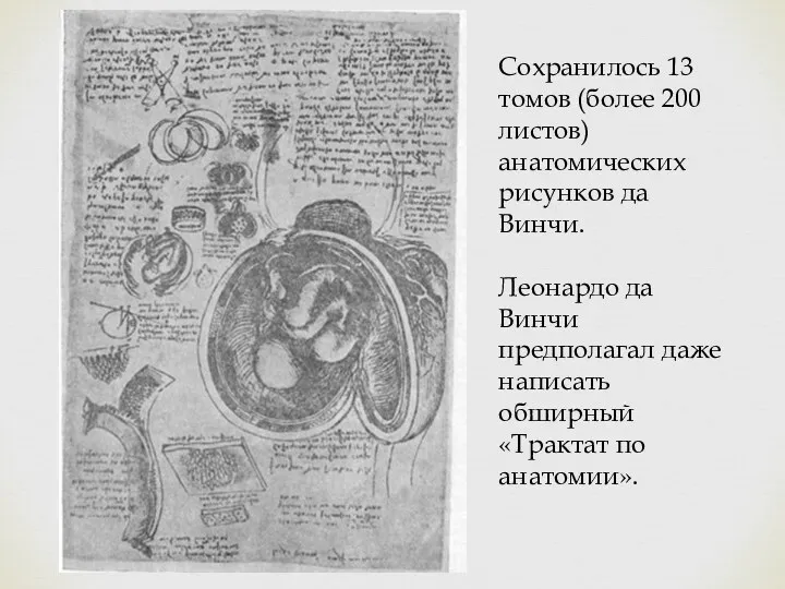 Сохранилось 13 томов (более 200 листов) анатомических рисунков да Винчи. Леонардо да Винчи