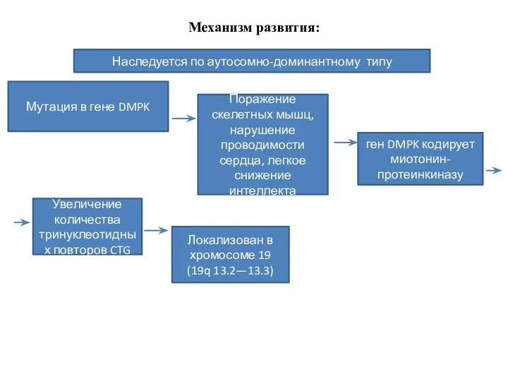 Механизм развития: Наследуется по аутосомно-доминантному типу Мутация в гене DMPK Поражение скелетных мышц,