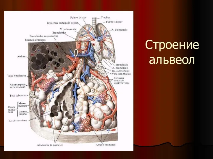 Строение альвеол