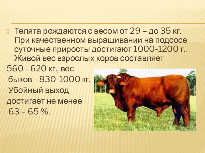 Телята рождаются с весом от 29 – до 35 кг.