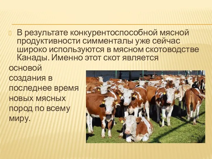 В результате конкурентоспособной мясной продуктивности симменталы уже сейчас широко используются