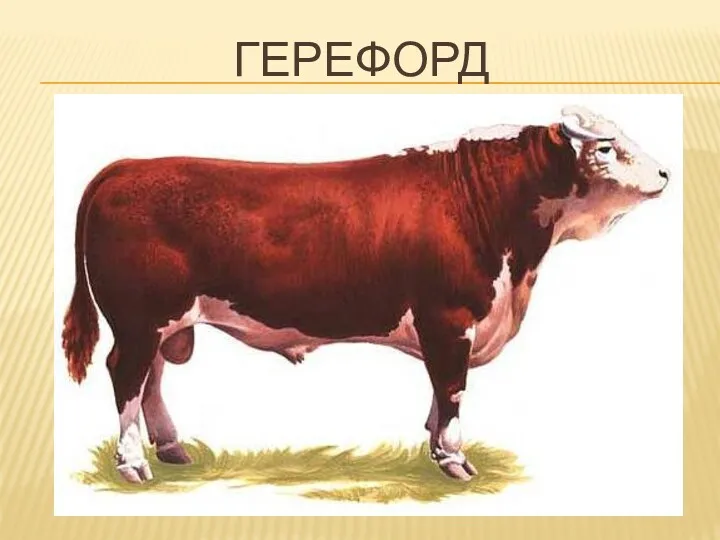 ГЕРЕФОРД