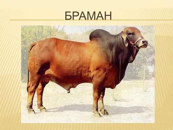 БРАМАН