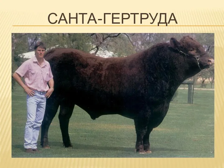 САНТА-ГЕРТРУДА