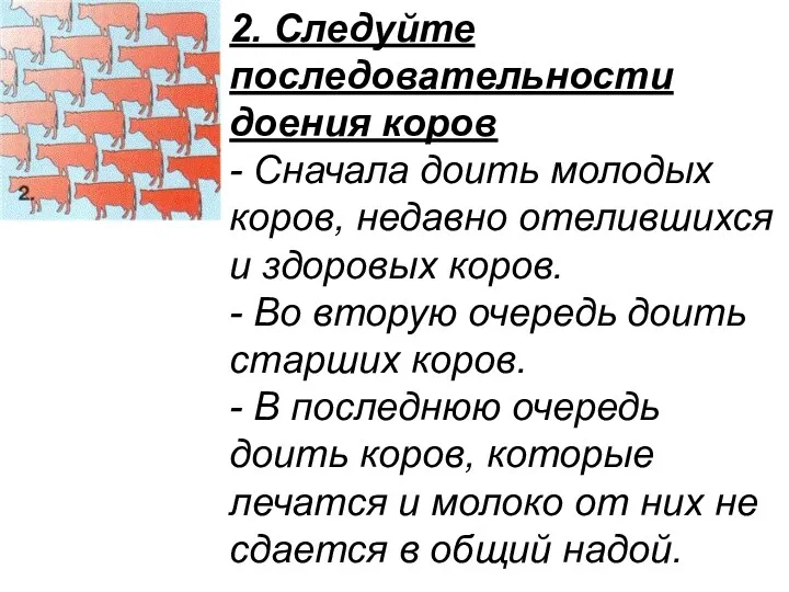 2. Следуйте последовательности доения коров - Сначала доить молодых коров,