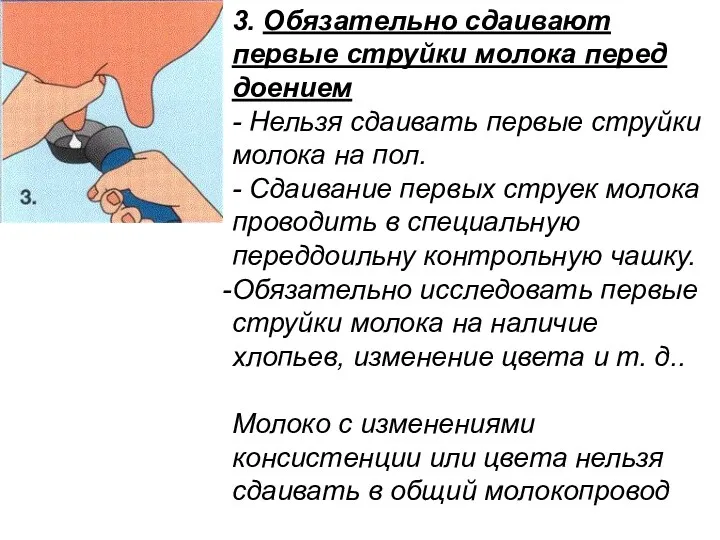 3. Обязательно сдаивают первые струйки молока перед доением - Нельзя сдаивать первые струйки