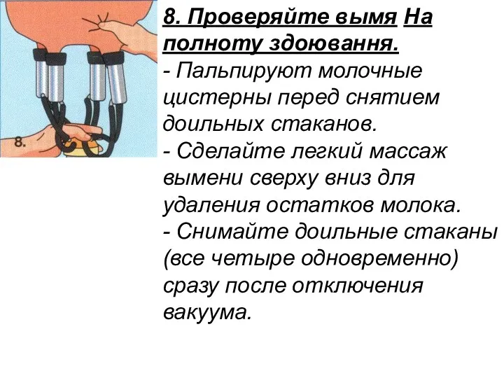 8. Проверяйте вымя На полноту здоювання. - Пальпируют молочные цистерны перед снятием доильных