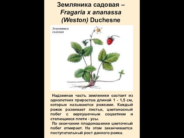 Земляника садовая – Fragaria х ananassa (Weston) Duchesne Надземная часть