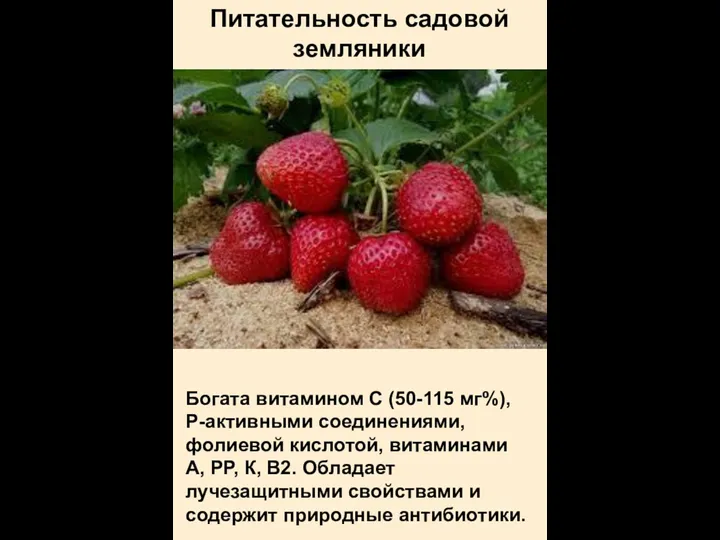 Питательность садовой земляники Богата витамином С (50-115 мг%), Р-активными соединениями,