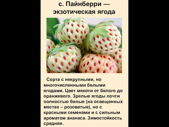 с. Пайнберри — экзотическая ягода Сорта с некрупными, но многочисленными