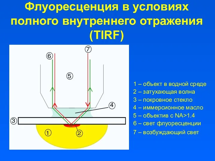 Флуоресценция в условиях полного внутреннего отражения (TIRF) 1 – объект в водной среде