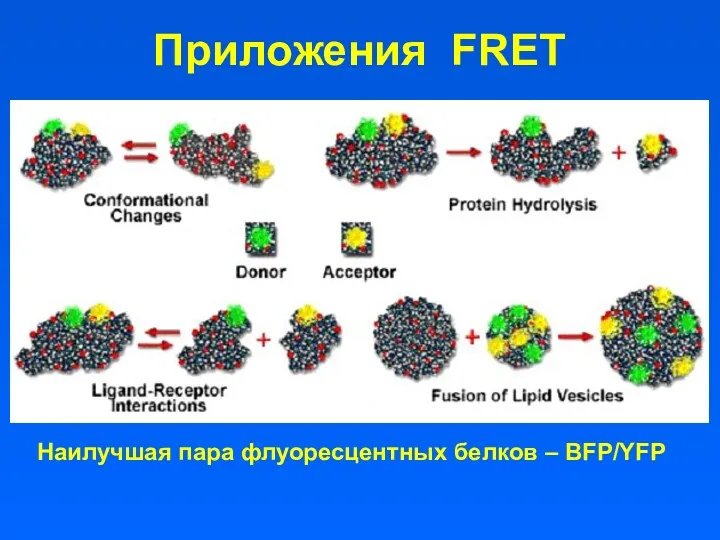 Приложения FRET Наилучшая пара флуоресцентных белков – BFP/YFP