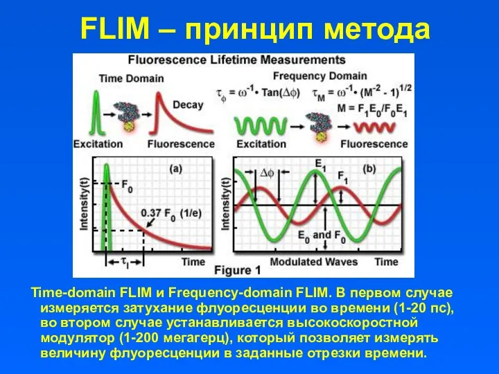 FLIM – принцип метода Time-domain FLIM и Frequency-domain FLIM. В первом случае измеряется