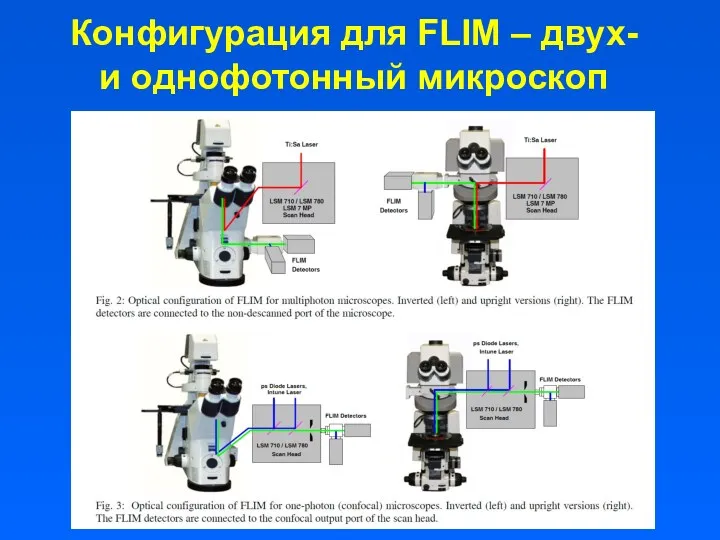 Конфигурация для FLIM – двух- и однофотонный микроскоп