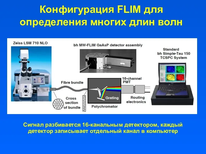 Конфигурация FLIM для определения многих длин волн Сигнал разбивается 16-канальным детектором, каждый детектор