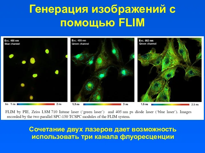 Генерация изображений с помощью FLIM Сочетание двух лазеров дает возможность использовать три канала флуоресценции