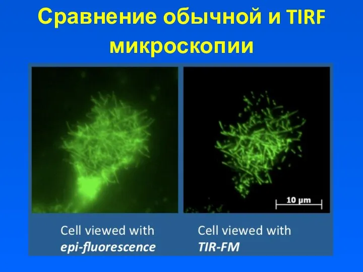 Сравнение обычной и TIRF микроскопии